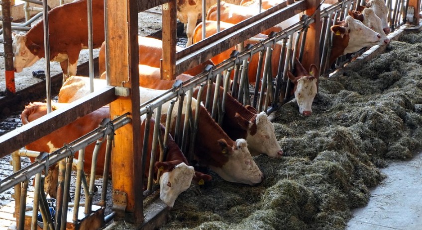 largest-animal-feed-manufacturers-1